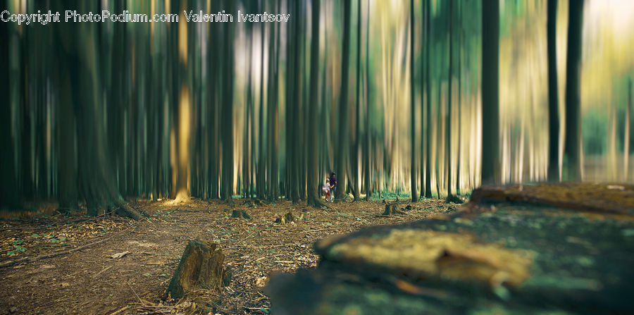 Forest, Vegetation, Field, Grass, Grassland, Plant, Landscape