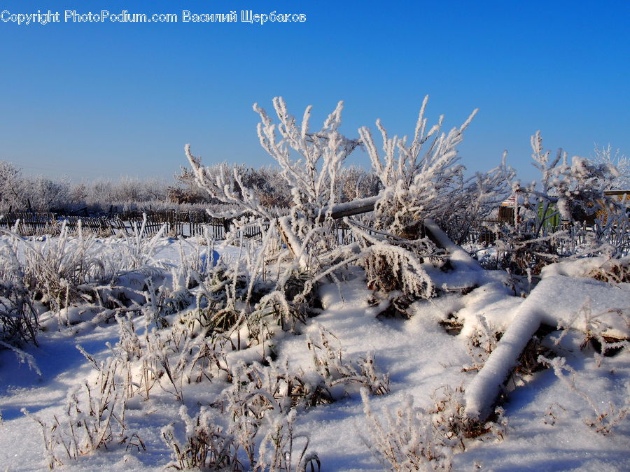 Frost, Ice, Outdoors, Snow, Plant, Vegetation, Field