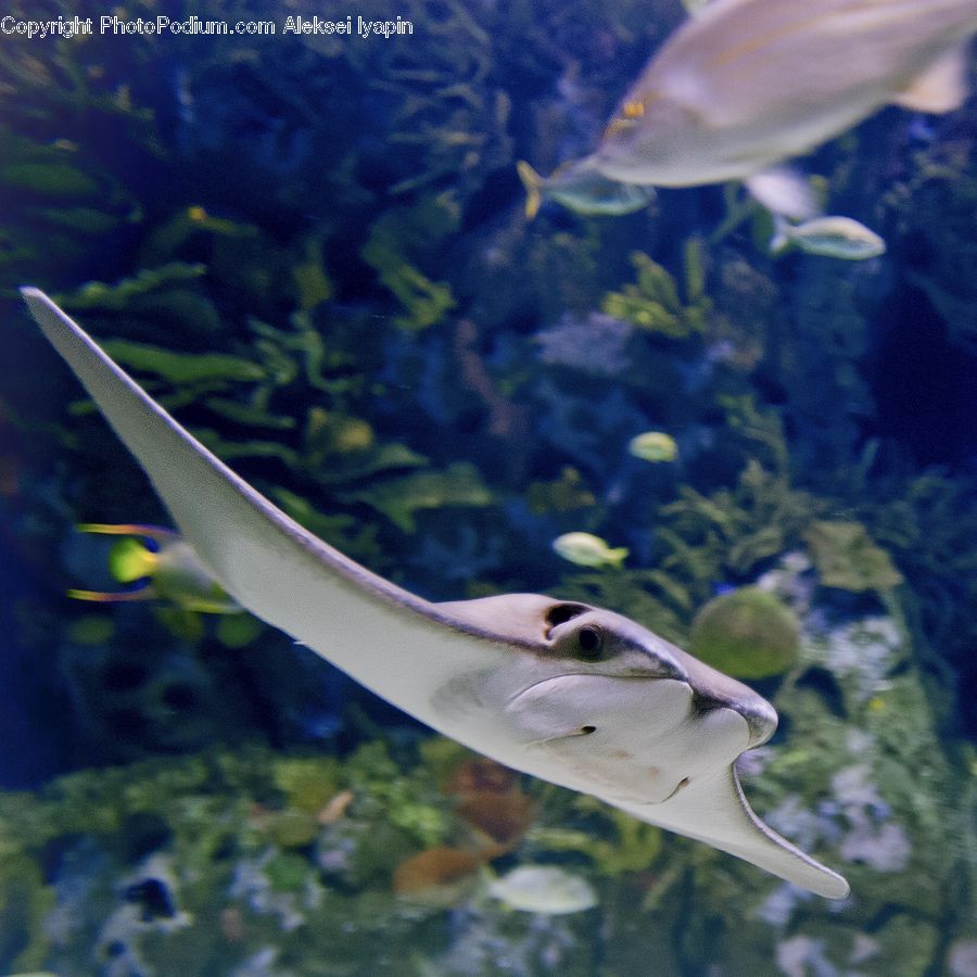 Fish, Sea Life, Coral Reef, Outdoors, Reef, Sea, Water