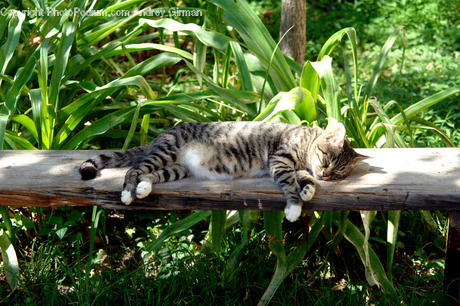 Animal, Cat, Mammal, Pet, Kitten, Leopard, Ocelot