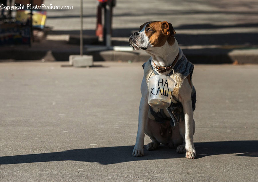 Animal, Beagle, Canine, Dog, Hound, Mammal, Pet