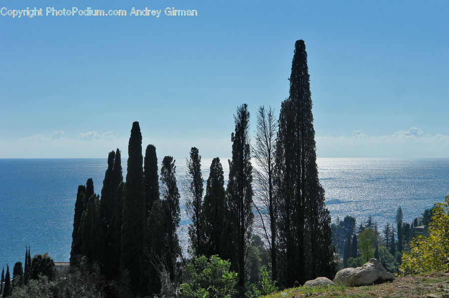 Cactus, Plant, Conifer, Fir, Tree, Outdoors, Wilderness