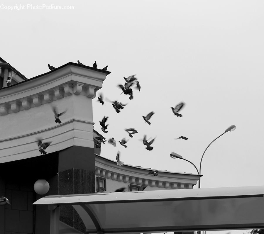 Bird, Pigeon, Silhouette, Architecture, Church, Worship, Spire