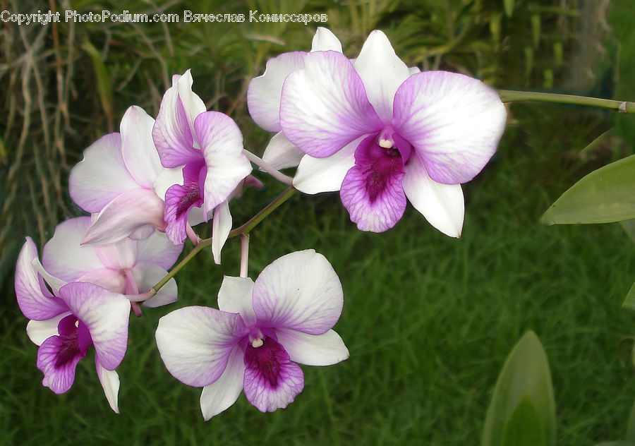 Blossom, Flora, Flower, Orchid, Plant, Geranium, Gladiolus