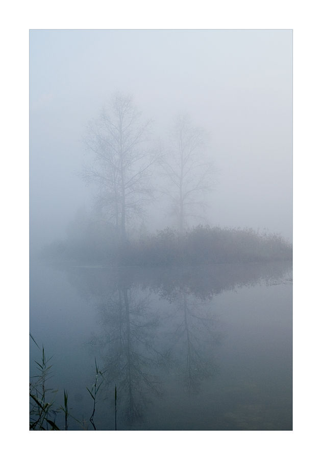 Fog