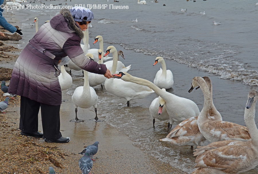 People, Person, Human, Jug, Pitcher, Water Jug, Bird