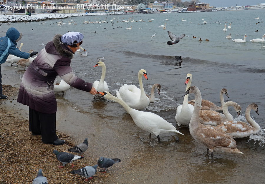 People, Person, Human, Bird, Pigeon, Swan, Waterfowl