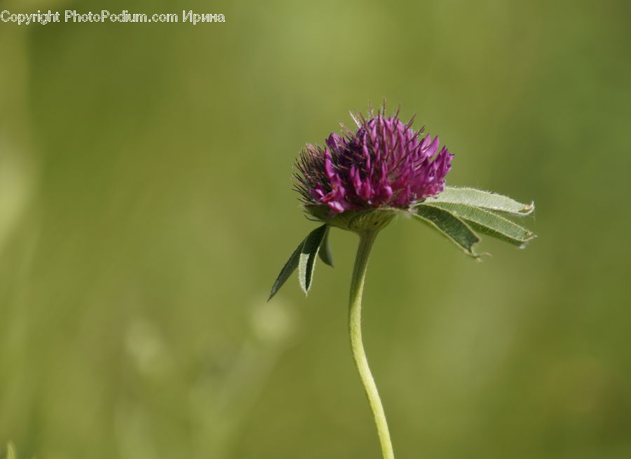 Flora, Flower, Plant, Thistle, Weed, Blossom, Asteraceae