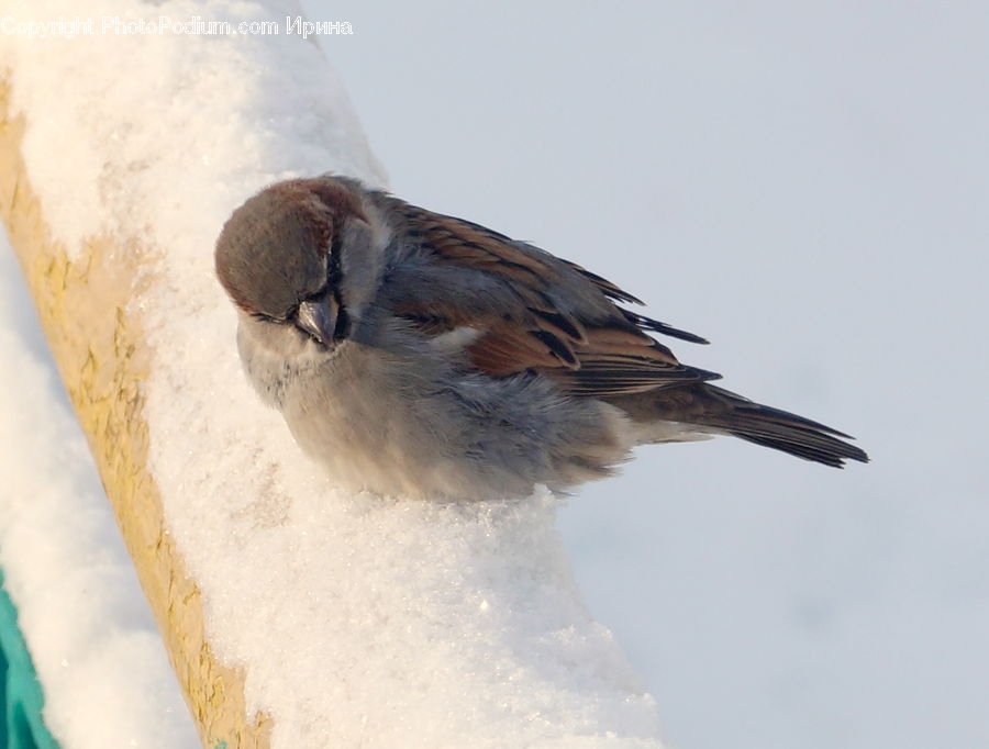 Bird, Sparrow, Blue Jay, Bluebird, Jay, Booby, Finch
