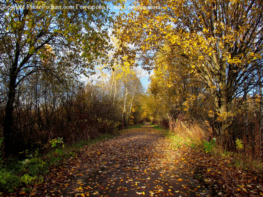 Dirt Road, Gravel, Road, Path, Walkway, Plant, Tree