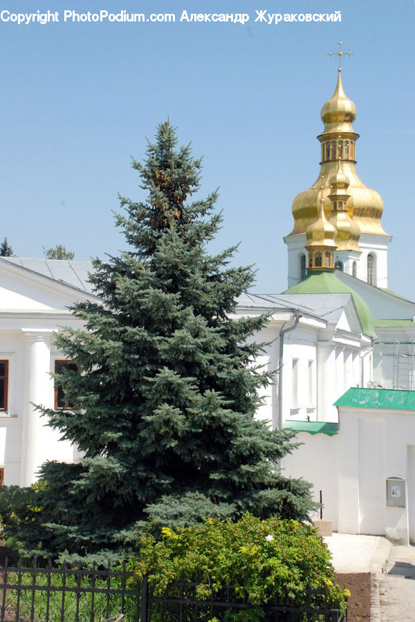 Architecture, Church, Worship, Dome, Conifer, Fir, Spruce
