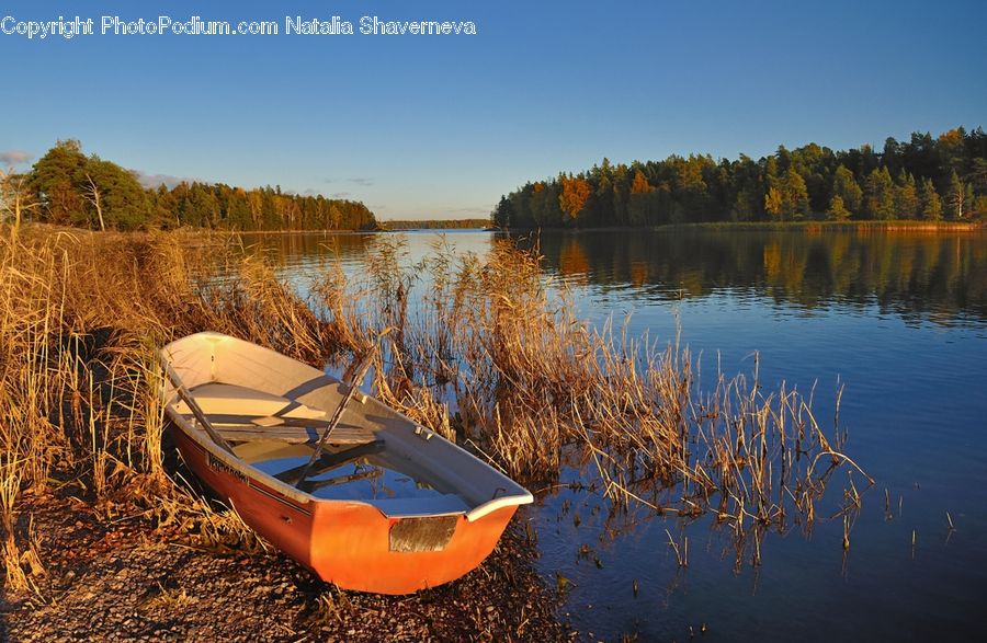 Boat, Canoe, Rowboat, Dinghy, Watercraft, Vessel, Conifer