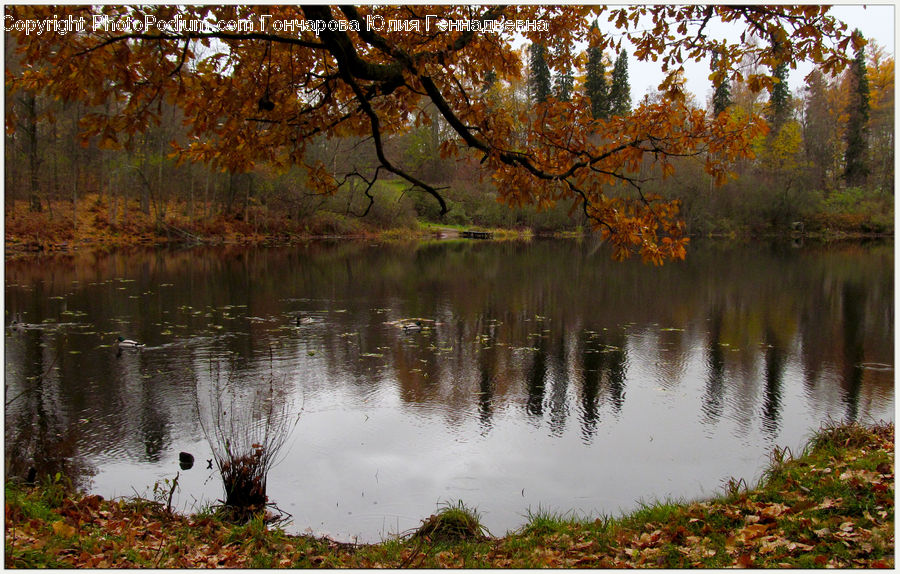 Outdoors, Pond, Water, Moss, Plant, Bush, Vegetation