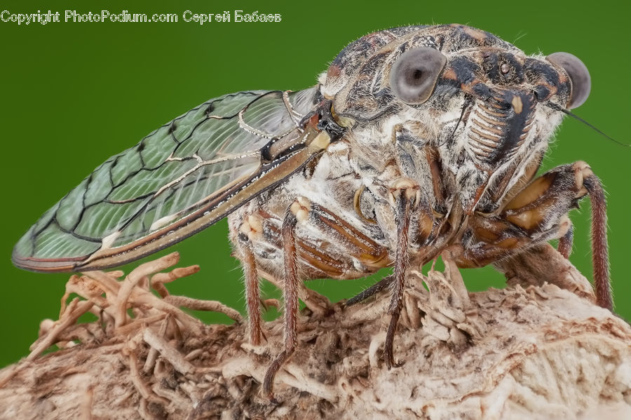 Arachnid, Garden Spider, Insect, Invertebrate, Spider, Asilidae, Apidae