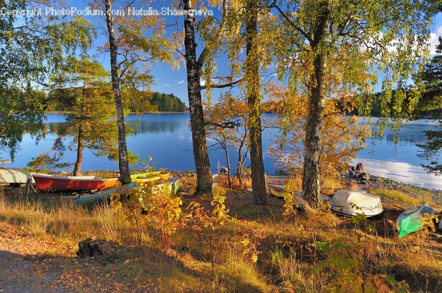 Tent, Dock, Landing, Pier, Conifer, Fir, Plant