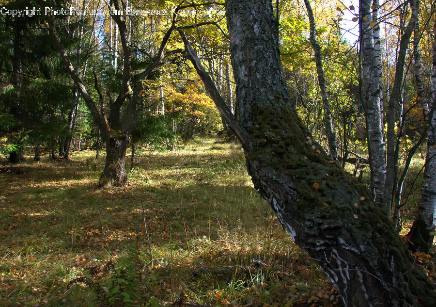Oak, Tree, Wood, Forest, Grove, Land, Vegetation