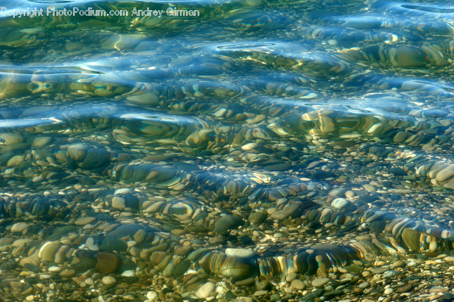 Bonito, Coho, Fish, Sea Life, Trout, Field, Grass