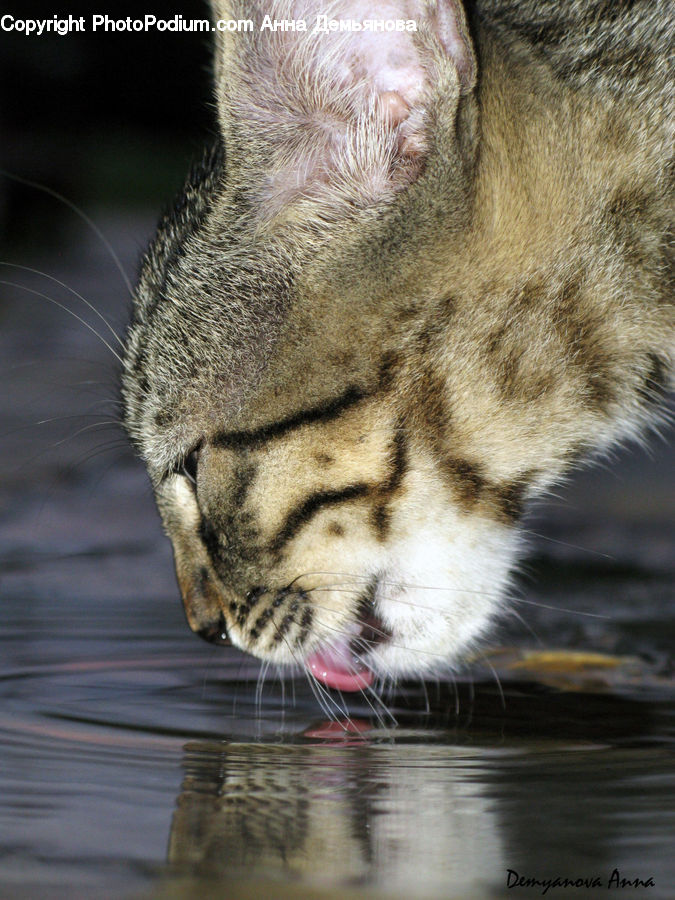 Animal, Cat, Mammal, Pet, Mouth, Tongue, Abyssinian