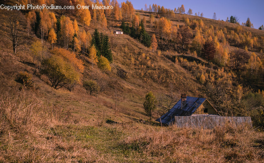Conifer, Larch, Tree, Wood, Countryside, Field, Rural