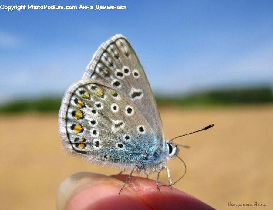 Butterfly, Insect, Invertebrate, Bling, Footwear, Shoe, Mosquito