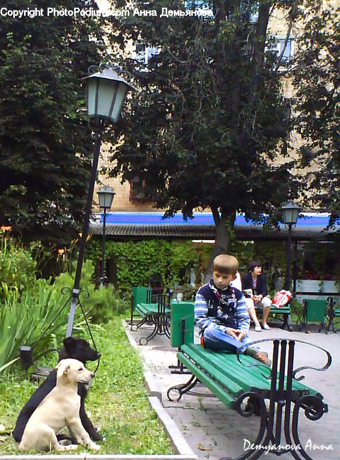 People, Person, Human, Bench, Animal, Canine, Dog