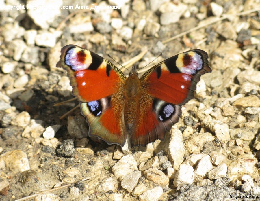 Butterfly, Insect, Invertebrate, Bird, Swallow, Asilidae, Breakfast