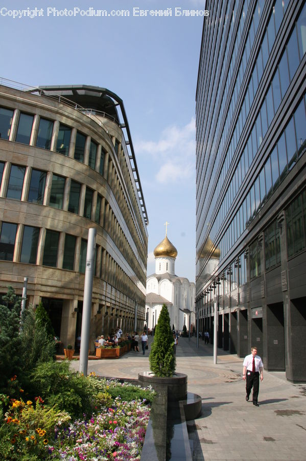 Garden, Building, Office Building, Conifer, Plant, Tree, Wood