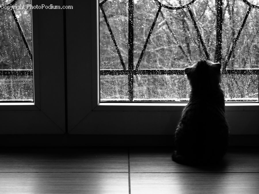 Silhouette, Animal, Black Cat, Cat, Mammal, Pet, Abyssinian