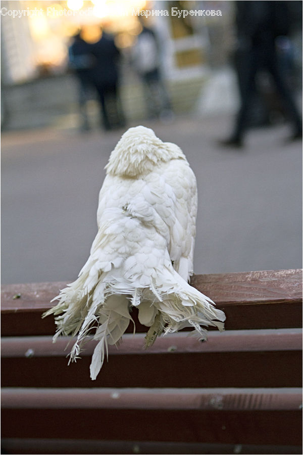 Bird, Cockatoo, Parrot, Cauliflower, Produce, Vegetable, Cream