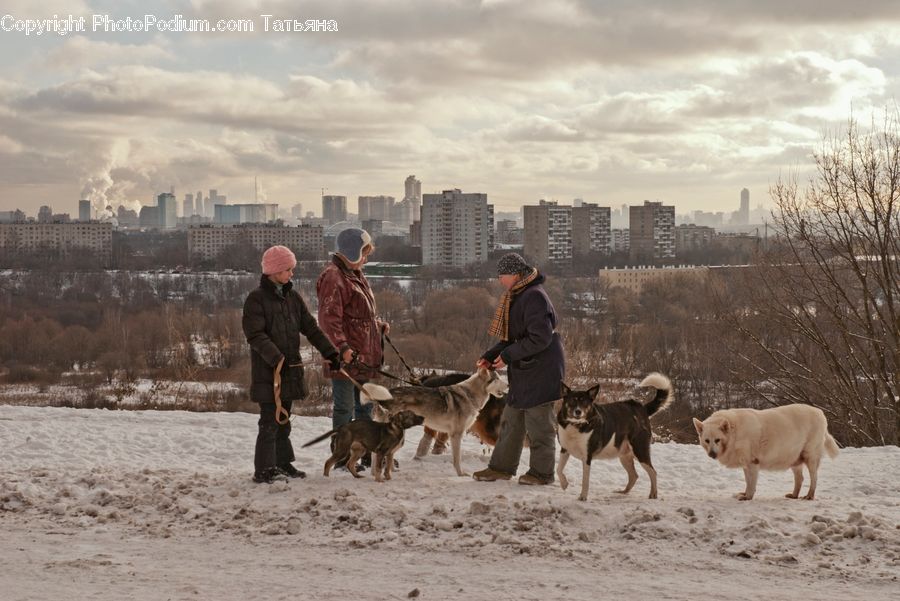 People, Person, Human, Animal, Donkey, Stick, Canine