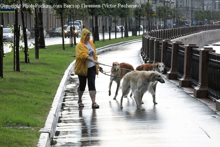 People, Person, Human, Animal, Canine, Collie, Dog