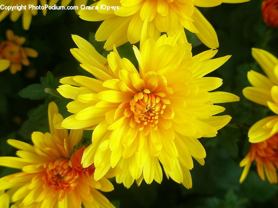 Blossom, Dahlia, Flora, Flower, Plant, Sunflower, Daisies