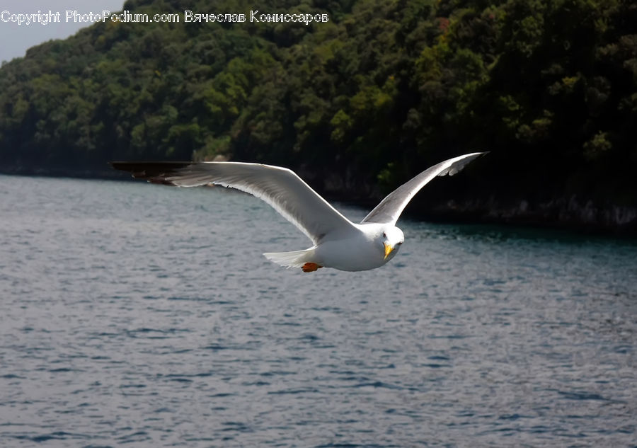 Bird, Seagull, Forest, Jungle, Booby, Rainforest, Vegetation