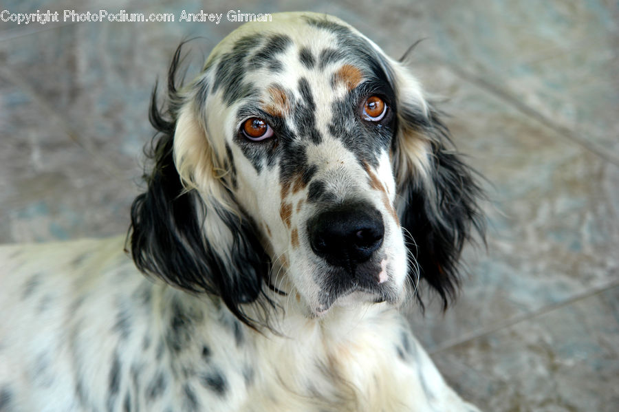 Animal, Canine, Cocker Spaniel, Dog, Mammal, Pet, Spaniel