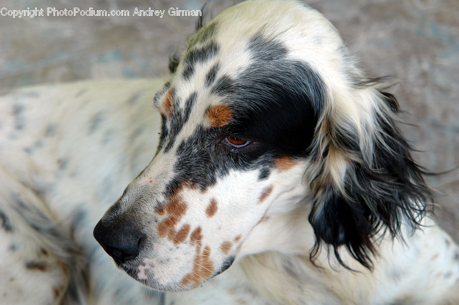 Animal, Canine, Cocker Spaniel, Dog, Mammal, Pet, Spaniel