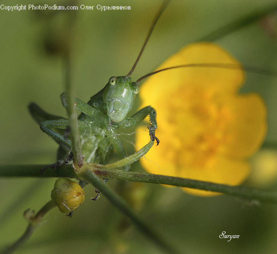 Cricket Insect, Grasshopper, Insect, Invertebrate, Arachnid, Garden Spider, Spider