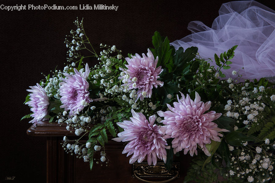 Cabbage, Kale, Produce, Vegetable, Blossom, Flora, Flower