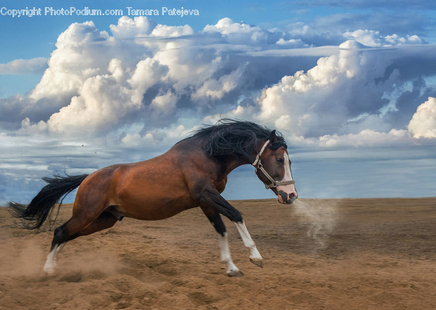 Animal, Horse, Mammal, Stallion, Colt Horse, Foal