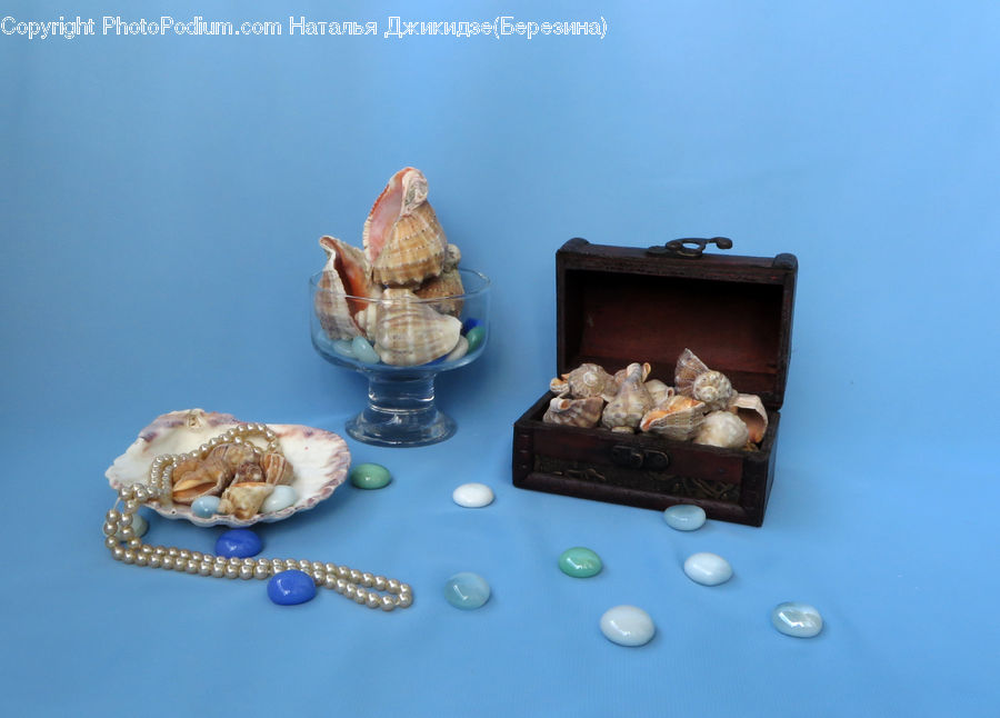 Clam, Sea Life, Seashell, Chocolate, Dessert, Food, Cream