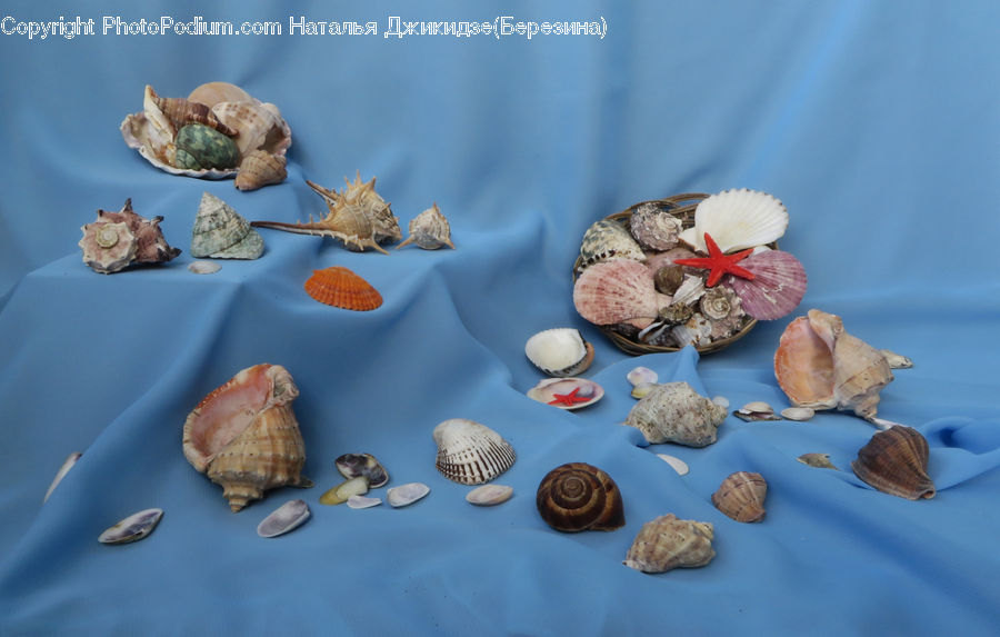 Clam, Sea Life, Seashell, Garlic, Plant, Cricket Insect, Grasshopper