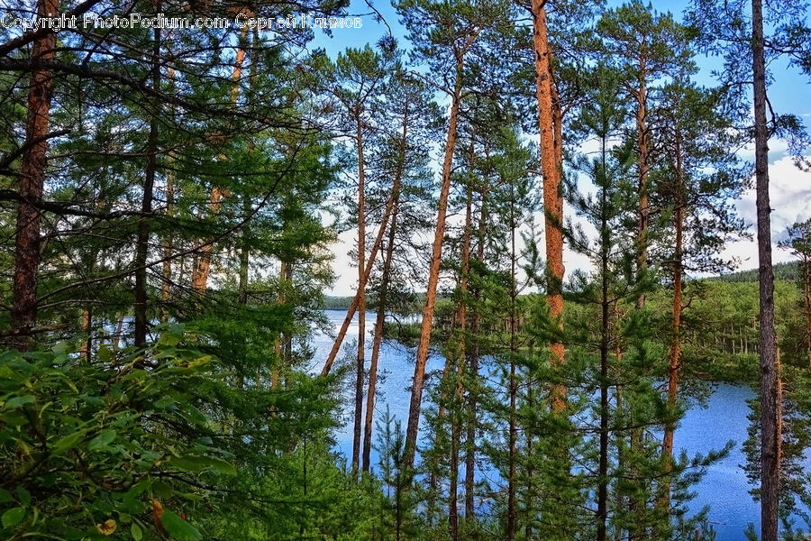 Forest, Jungle, Conifer, Fir, Plant, Tree, Rainforest