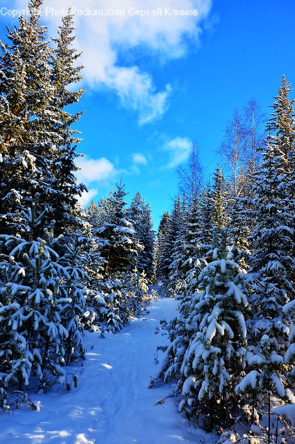 Conifer, Fir, Spruce, Wood, Plant, Tree, Pine