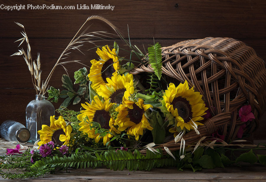 Plant, Potted Plant, Aloe, Blossom, Flora, Flower, Sunflower