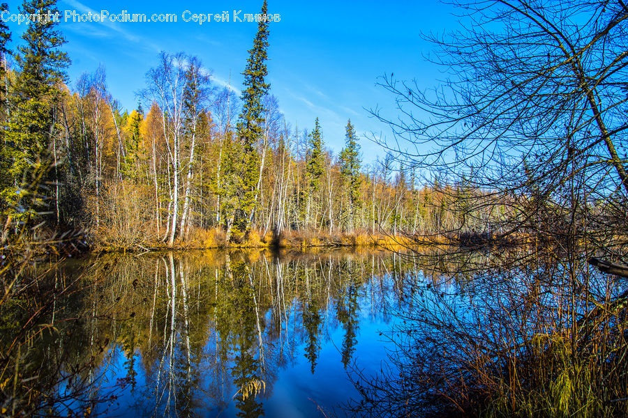 Land, Marsh, Outdoors, Swamp, Water, Conifer, Fir