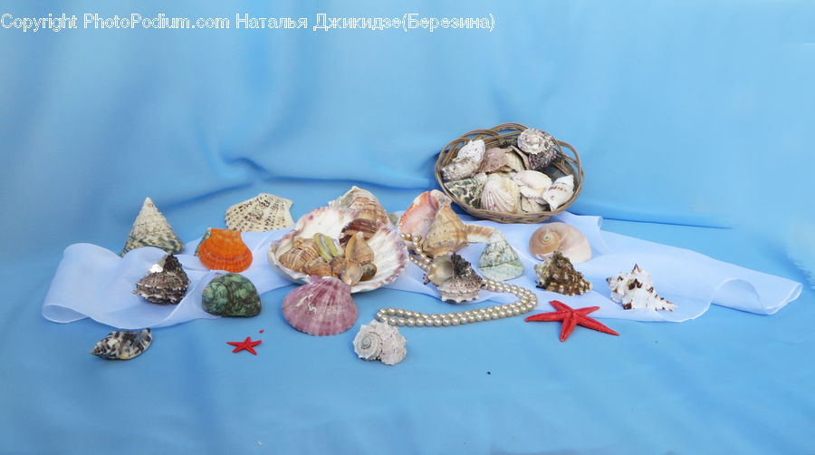 Invertebrate, Sea Life, Starfish, Clam, Food, Oyster, Seafood