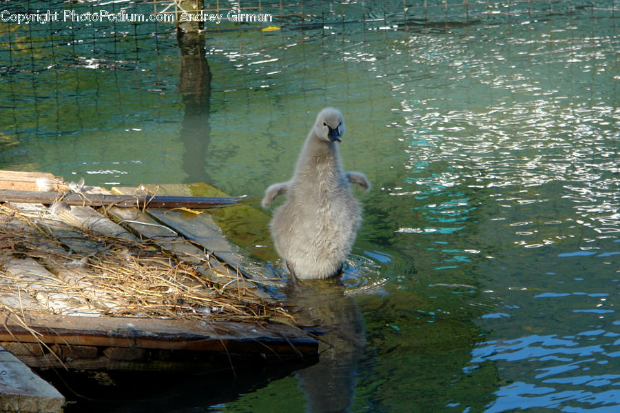 Bird, Booby, Boat, Dinghy, Fish, Pike, Sea Life