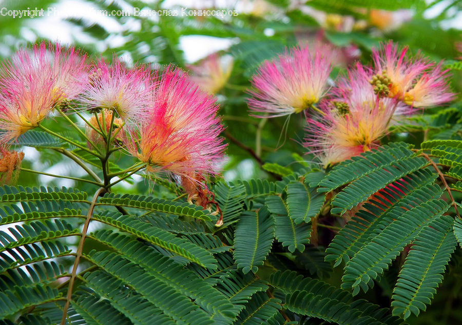 Fern, Plant, Flower, Mimosa, Blossom, Flora, Arecaceae