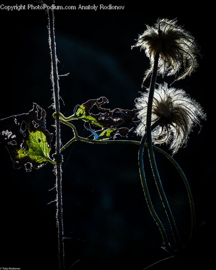 Plant, Weed, Conifer, Fir, Tree, Blossom, Flora