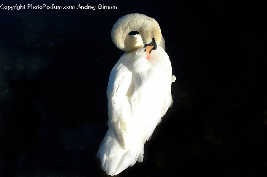 Beak, Bird, Duck, Teal, Waterfowl, Swan, Booby