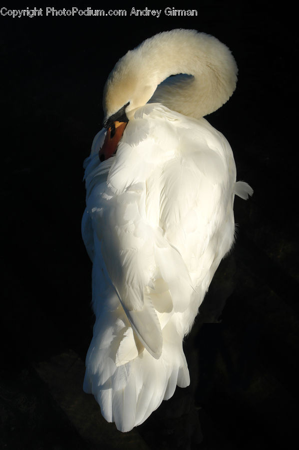 Bird, Cockatoo, Parrot, Swan, Waterfowl, Beak, Duck